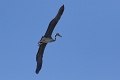 Heron cendre-04